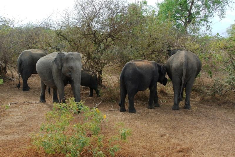 Des éléphants